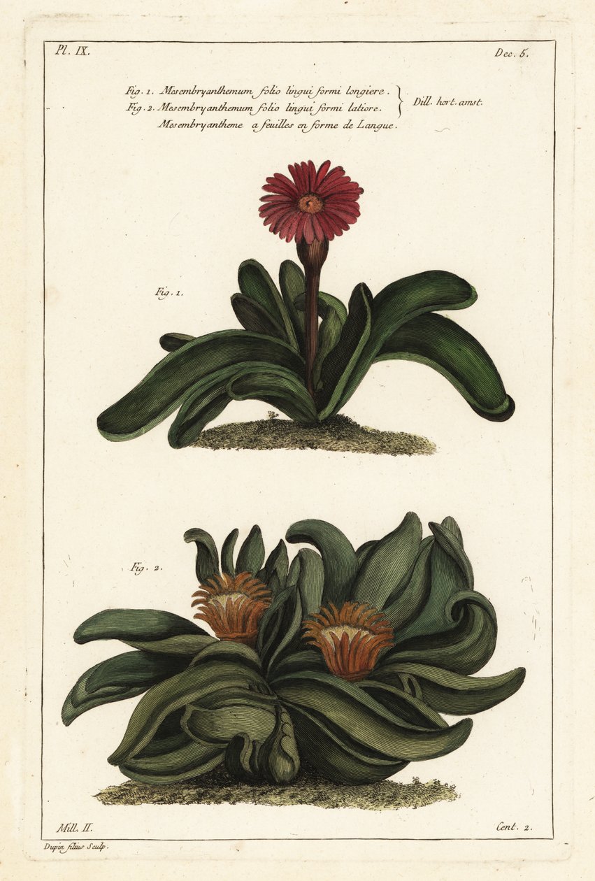 Hirvensarvikasvi, Rhombophyllum dolabriforme (kirveslehtinen viikunamarigold, Mesembryanthemum dolabriforme) tekijältä the Younger Dupin