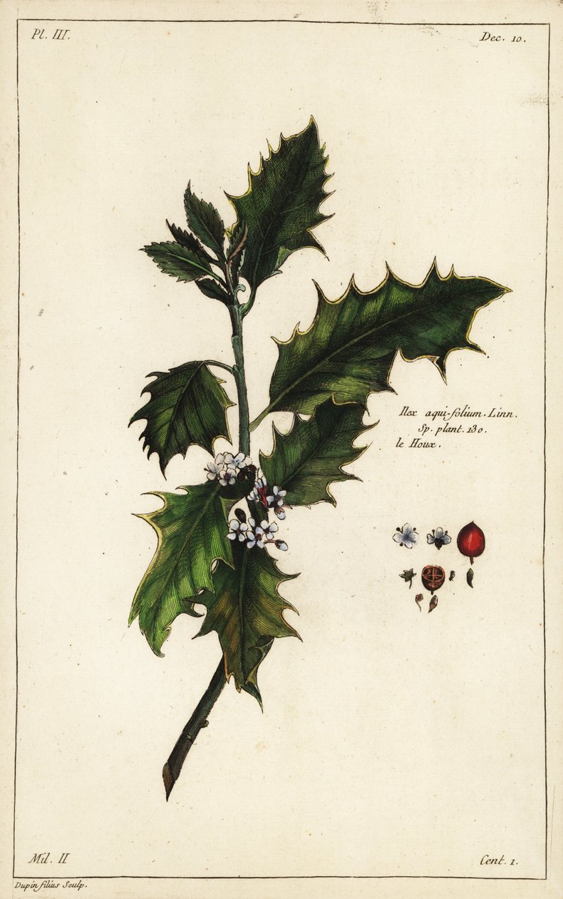 Eurooppalainen holly, Ilex aquifolium, Linn tekijältä the Younger Dupin