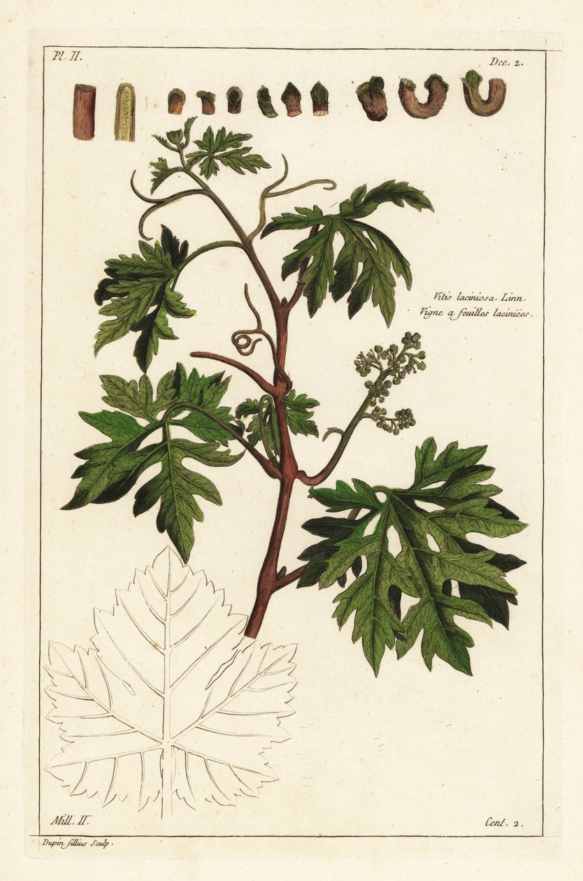 Lehdet ja orastavat viinirypäleet rypäleköynnössä, Vitis vinifera tekijältä the Younger Dupin