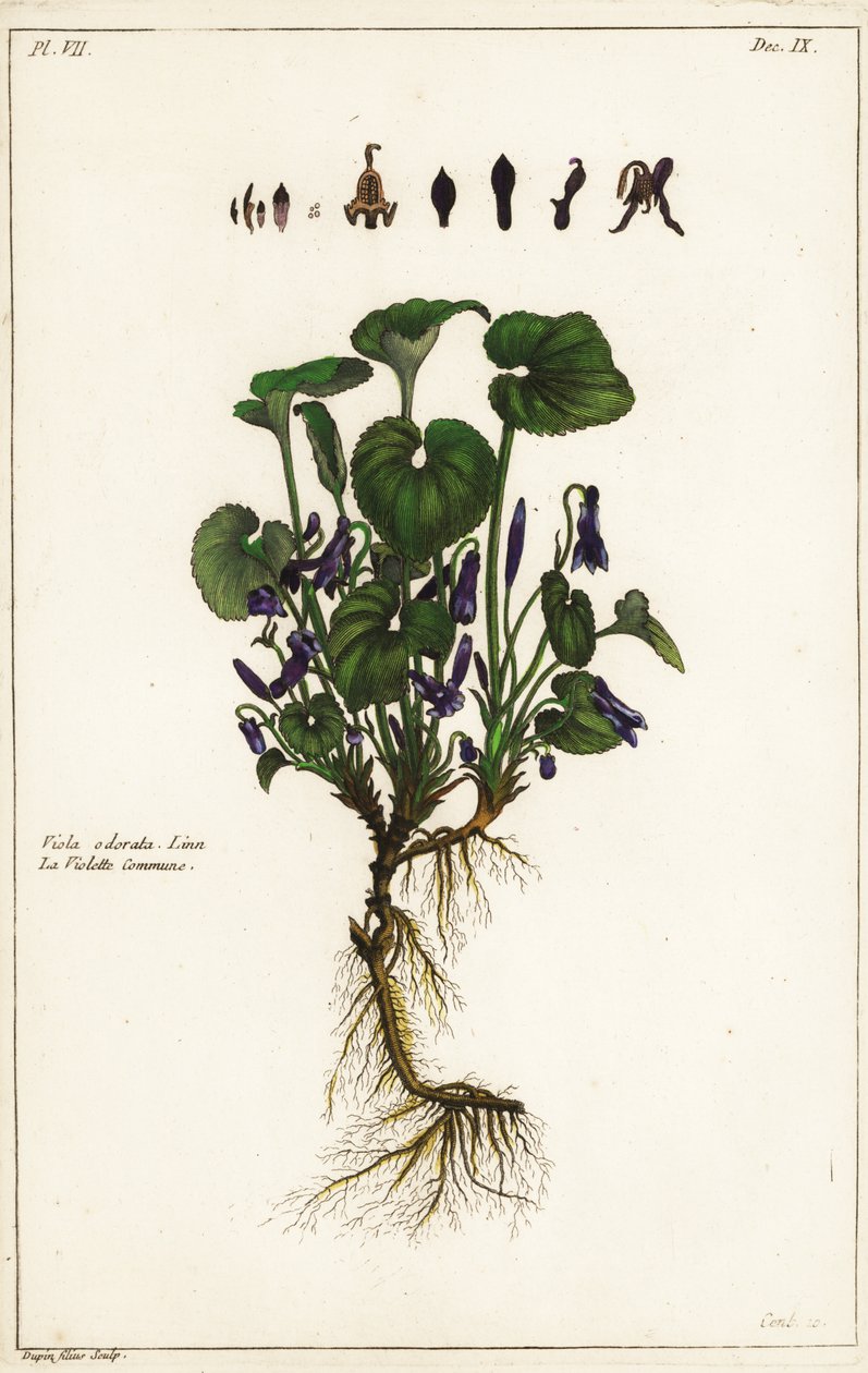 Makea violetti, Viola odorata tekijältä the Younger Dupin