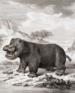 Virtahepo (Hippopotamus amphibius)
