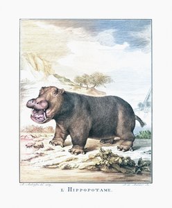 Virtahepo (Hippopotamus amphibius)