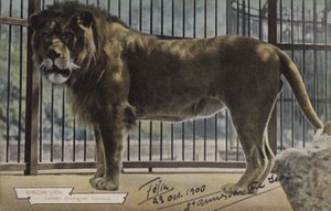 African Lion, Lontoon eläintieteellinen puutarha (värikuva) tekijältä (after) English photographer