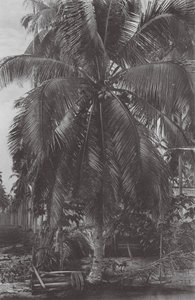 Singapore: Cocoanut Tree (s/w valokuva) tekijältä (after) English photographer