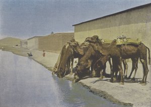 Kamelit joen rannalla (värillinen kuva) tekijältä (after) French Photographer