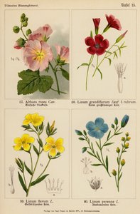 Althaea Rosea, Linum Grandiflorum, Linum Flavum, Linum Perenne (värilitot). tekijältä (after) German School