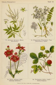 Aruncus Aruncus, Filipendula Filipendula, Geum Chilense, Duchesnea Indica (värilitraatti) tekijältä (after) German School