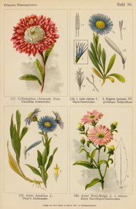 Callistephus Chinensis, Aster Alpinus, Erigeron Speciosus, Aster Amellus, Aster Novi-Belgii (väriliitos). tekijältä (after) German School