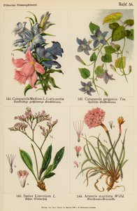 Campanula Medium, Campanula Garganica, Statice Limonium, Armeria Maritima (värilitot), Campanula Garganica, Statice Limonium, Armeria Maritima (värilitot) tekijältä (after) German School