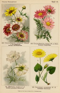 Chrysanthemum Carinatum, Chrysanthemum Roseum, Matricaria Inodora, Doronicum Caucasicum (väri litossa). tekijältä (after) German School