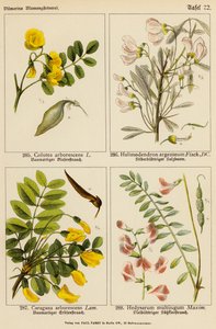 Colutea Arborescens, Halimodendron Argenteum, Caragana Arborescens, Hedysarum Multijugum (väriliitos). tekijältä (after) German School