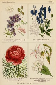 Delphinium Consolida, Aconitum Napellus, Paeonia Tenuifolia, Epimedium Macranthum F Violaceum, Epimedium Youngianum (väri litossa). tekijältä (after) German School