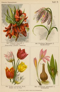 Fritillaria Imperialis, Fritillaria Meleagris, Tulipa Suaveolens, Colchicum Autumnale (värilitro). tekijältä (after) German School