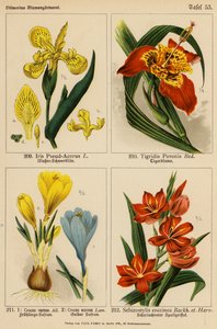 Iris Pseud-Acorus, Tigridia Pavonia, Crocus Vernus, Crocus Aureus, Schizostylis Coccinea (väri litossa). tekijältä (after) German School