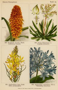 Kniphofia Aloodes, Yucca Filamentosa, Asphodeline Lutea, Agapanthus Umbellatus (väriliitos). tekijältä (after) German School