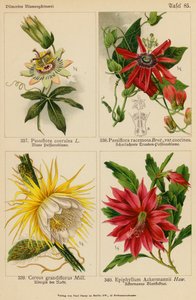 Passiflora Coerulea, Passiflora Racemosa, Cereus Grandiflorus, Epiphyllum Ackermannii (väri litossa). tekijältä (after) German School