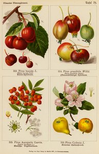 Pirus Baccata, Pirus Prunifolia, Pirus Aucuparia, Pirus Cydonia (värilitot). tekijältä (after) German School
