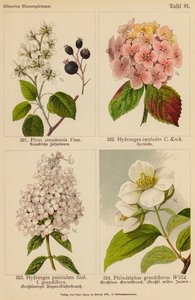 Pirus Canadensis, Hydrangea Opulodes, Hydrangea Paniculata, Philadelphus Grandiflorus (väriliitos). tekijältä (after) German School