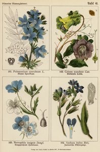 Polemonium Coeruleum, Cobaea Scandens, Nemophila Insignis, Anchusa Italica (väriliitos). tekijältä (after) German School