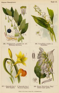 Polygonatum Multiflorum, Convallaria Majalis, Hemerocallis Flava, Hemerocallis Fulva, Hostia Sieboldiana (väri lit.) tekijältä (after) German School