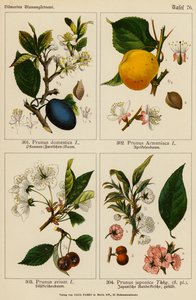 Prunus Domestica, Prunus Armeniaca, Prunus Avium, Prunus Japonica (värilitot)