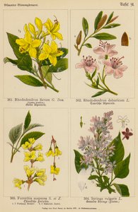 Rhododendron Flavum, Rhododendron Dahuricum, Forsythia Suspensa, Syringa Vulgaris (väri litossa). tekijältä (after) German School