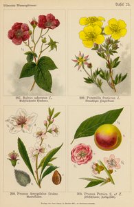 Rubus Odoratus, Potentilla Fruticosa, Prunus Amygdalus, Prunus Persica (värilitra). tekijältä (after) German School