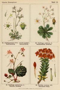 Saxifraga Decipiens, Saxifraga Hypnodes, Saxifraga Umbrosa, Saxifraga Sarmentosa, Rochea Coccinea (väri lit.) tekijältä (after) German School