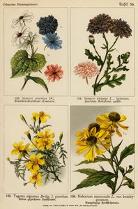 Senecio Cruentus, Senecio Elegans, Tagetes Signatus, Helenium Autumnale (värilitot). tekijältä (after) German School