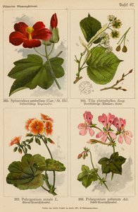 Sphaeralcea Umbellata, Tilia Platyphyllos, Pelargonium Zonale, Pelargonium Peltatum (väri litossa). tekijältä (after) German School
