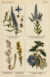 Veronica Spicata, Veronica Spuria, Orobanche Speciosa, Orobanche Hederae, Achimenes Longiflora (väriliitos). tekijältä (after) German School