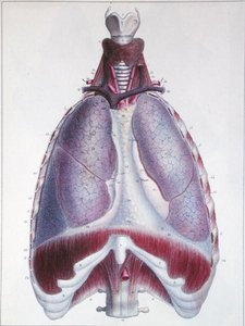 Keuhkojen anatomia Jules Cloquet