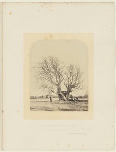Pollard Beech Smith