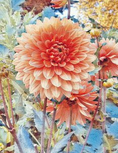 Rosa Dahlie. tekijältä Margareta Uliarte