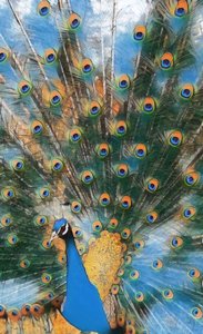 Pavo Real. tekijältä Margareta Uliarte