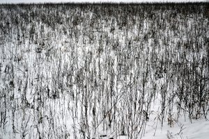 Tammikuu tekijältä Alexandra Gertrud Maria Marx