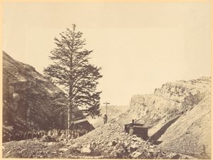 Thousand Mile Tree, Wilheminan sola