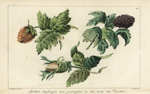 Kirjontakuviot hedelmille, marjoille ja tammenterhoille