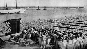 Auringossa kuivuvan turskan määrät Aveirossa Vougan suulla, Portugalissa, 1930-luku