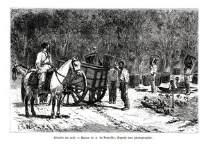Kahvin sadonkorjuu, Brasilia, 1800-luku