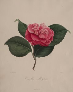 Camellia-suvun ikonografia: nro 171, 1839-1843. tekijältä Abbé Laurent Berlèse