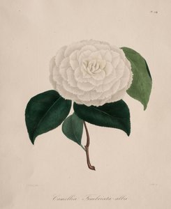 Camellia-suvun ikonografia: nro 194 tekijältä Abbé Laurent Berlèse