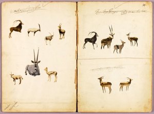Antiloopit, opintokansio kirjaa varten Concealing Coloration in the Animal Kingdom varten tekijältä Abbott Handerson Thayer