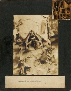 Haukkakoi puunrungolla, opintokansio kirjaa Concealing Coloration in the Animal Kingdom varten. tekijältä Abbott Handerson Thayer