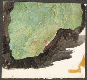 Heterocampa biundata, Walker, luonnos teokseen Concealing Coloration in the Animal Kingdom