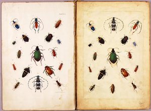HYÖNTEISET - Värikkäitä kovakuoriaisia, maisema, tutkimuskansio kirjaa Concealing Coloration in the Animal Kingdom varten tekijältä Abbott Handerson Thayer