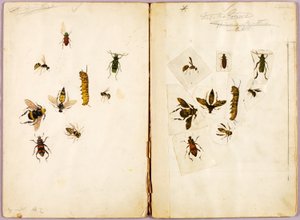 Hyönteisiä, väritettyjä, tutkielmakansio kirjaa "Concealing Coloration in the Animal Kingdom" varten tekijältä Abbott Handerson Thayer