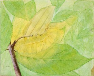 Lunar Caterpillar, tutkimus kirjaan Concealing Coloration in the Animal Kingdom, n.d. tekijältä Abbott Handerson Thayer