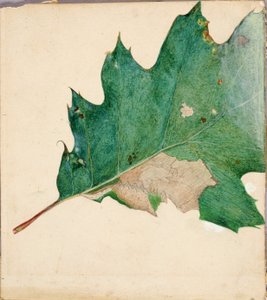 Oligocentra Lignicolor, Walker, tutkimus kirjaan Concealing Coloration in the Animal Kingdom. tekijältä Abbott Handerson Thayer