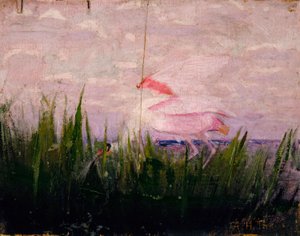 Roseate Spoonbill, tutkimus kirjaa Concealing Coloration in the Animal Kingdom varten tekijältä Abbott Handerson Thayer